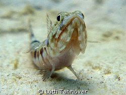 Hello....
A lizard fish watching me ...I guess... by Lütfi Tanrıöver 